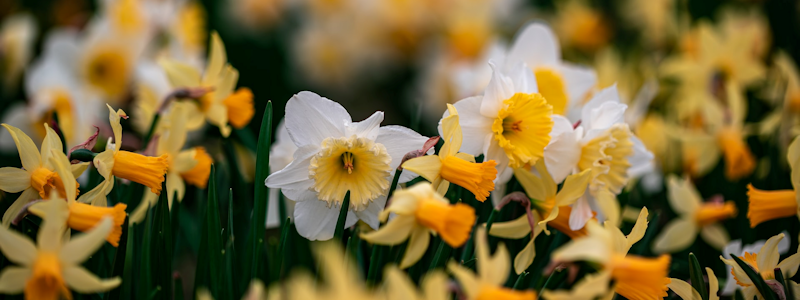 daffodils 800